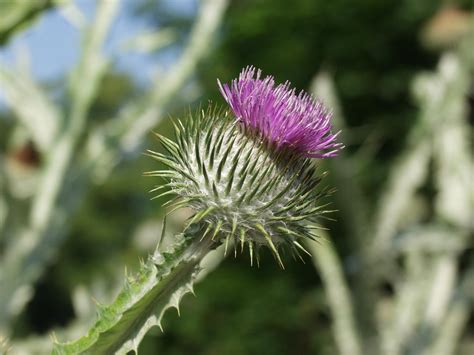 National Flower of Scotland : r/Scotland
