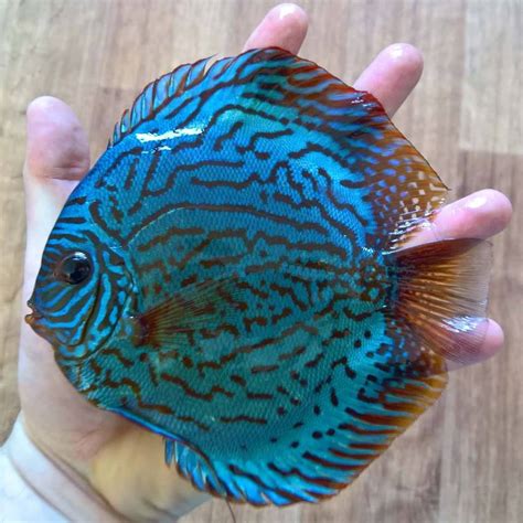 Image result for Blue Turquoise Discus
