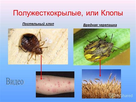 Презентация на тему: "Вредные для человека насекомые. Тараканообразные ...
