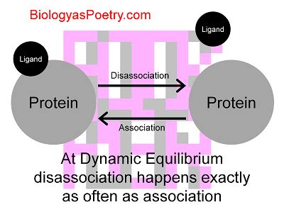 Image result for Dynamic Equilibrium Kay Science