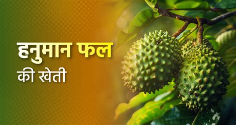 हनुमान फल की खेती | Soursop Fruit Cultivation