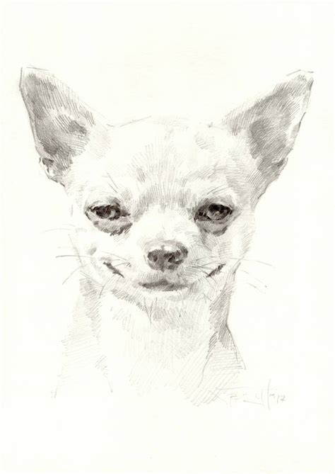 Chihuahua - Drawing Skill