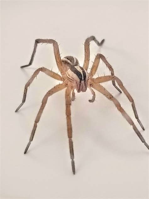 Wolf Spider Yellow at Jai Patrick blog