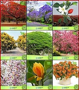 Creative Farmer Seeds For Gardening Combo Tree Seeds : Jacaranda ...