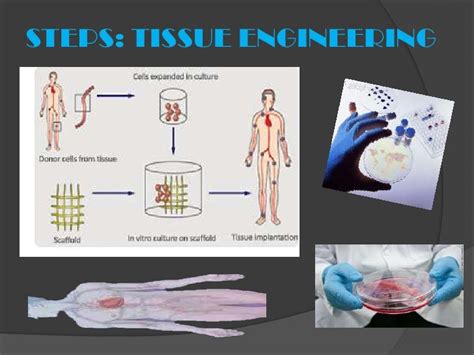 What Is Tissue Engineering 的图像结果