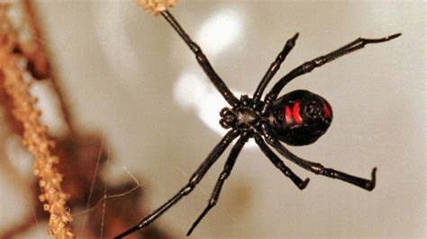 ¿Qué Pasa en el Cuerpo Si Te Pica Una Viuda Negra? Síntomas y Cómo ...