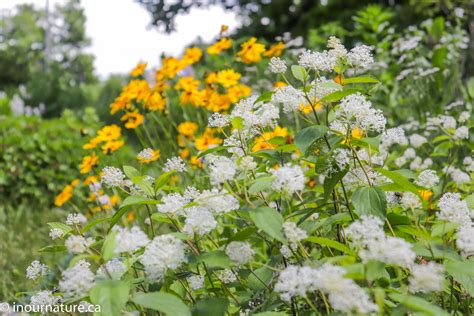 Best Native Shrubs for Ontario Gardeners — In Our Nature