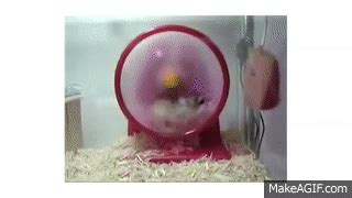 Image result for Dwarf Hamster Exploding MP4