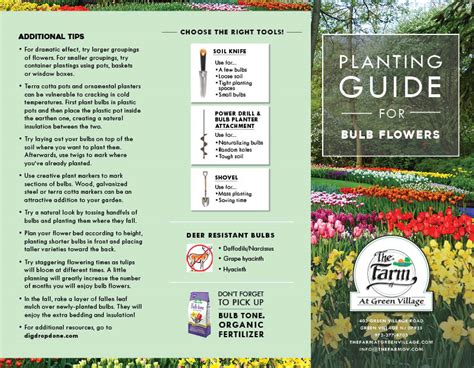 Image result for Bulb Planting Guide
