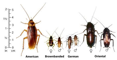 Cockroaches | Horticulture, Landscape, and Environmental Systems | Nebraska