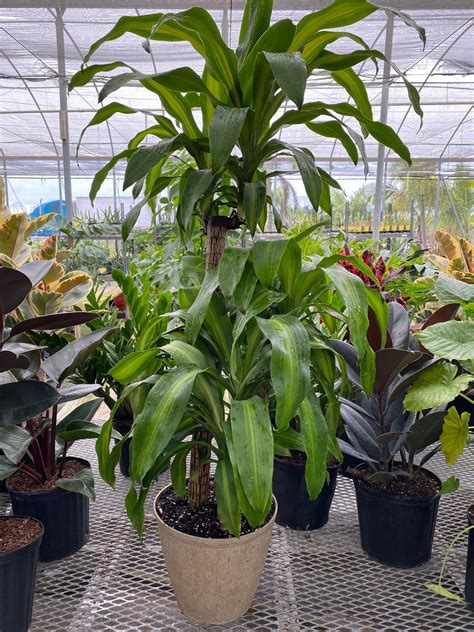 Dracaena Mass Cane Corn Plant Massangeana, 2 Stem Staggered – Eureka Farms
