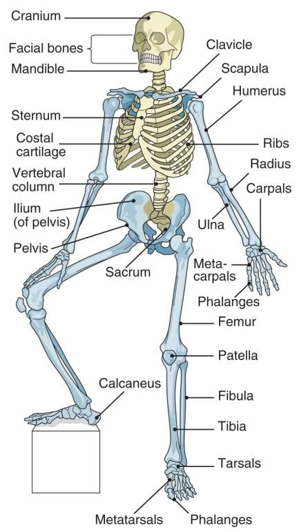 OS Corps 的图像结果