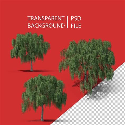 Willow tree png | Premium PSD