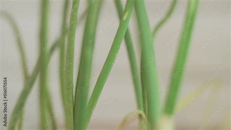 Image result for Green Springtail