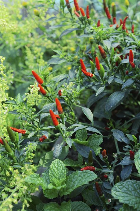 Chili Pepper Companion Planting – What To Grow With Hot Pepper Plants ...