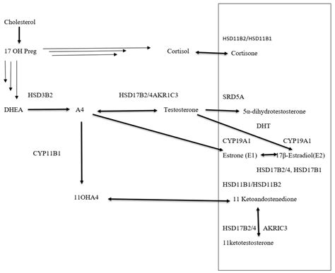 Clinical Application of Steroid Profiles and Their Interpretation in ...