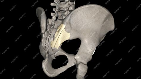 Premium Photo | The posterior sacroiliac ligament is a compound ligament composed of three ...