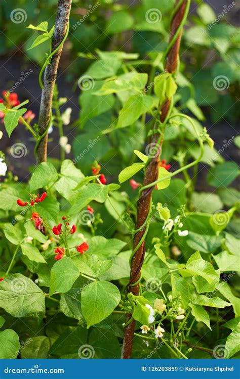 Kidney Beans Plant Growing in a Garden Stock Image - Image of natural ...