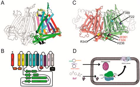 Unnatural Amino Acid Photo-Crosslinking Sheds Light on Gating of the ...
