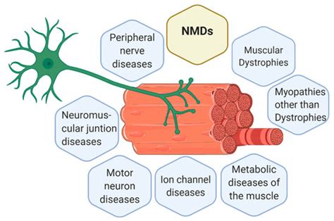 The Impact of Mitochondrial Deficiencies in Neuromuscular Diseases
