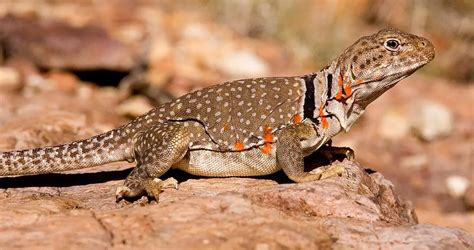 Rezultat imagine pentru Collared Lizard