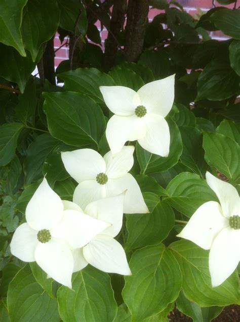 Four Petal Beauty | Plant Leaves, Beautiful Flowers