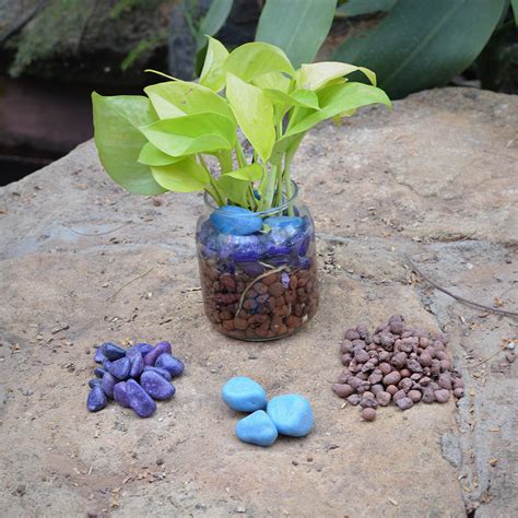 Neon Lush Water Terrarium Kit