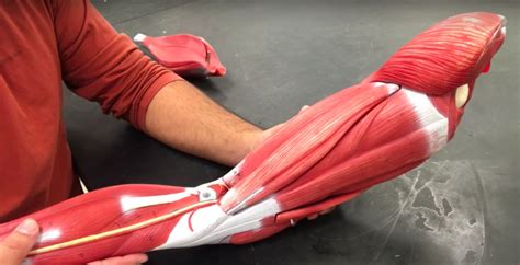 hamstring muscles Anatomy model diagram Diagram | Quizlet