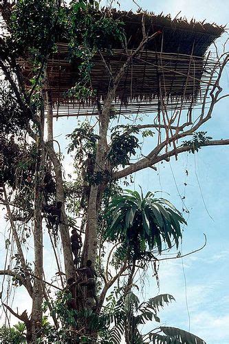 Korowai Tribe: Tree House Dwelling Indigenous Community