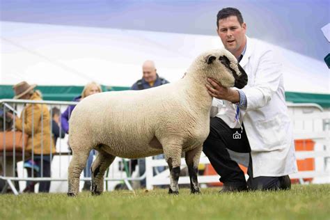 Great Yorkshire Show Results - Hampshire Down Sheep Breeders Association