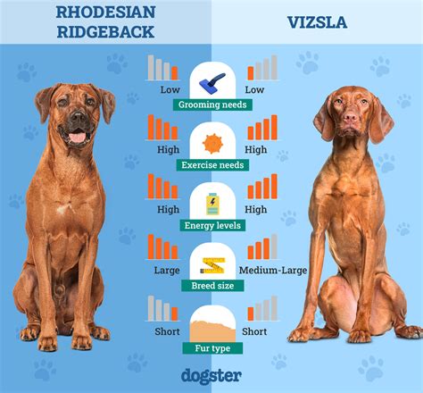 Vizsla Length Hungarian Vizsla PDSA