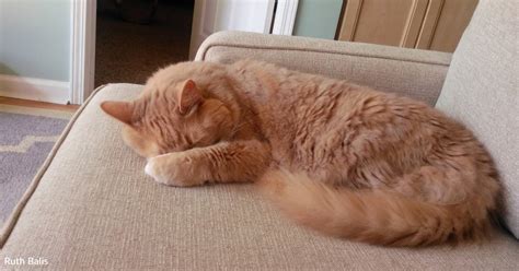 Image result for Hawk Catching Cat