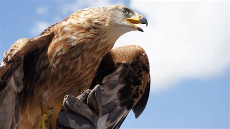 Golden Eagle Fact Sheet | Blog | Nature | PBS