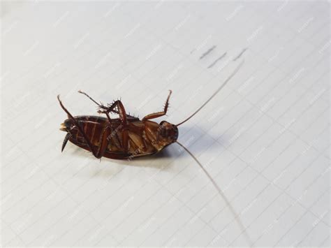 Premium Photo | Cockroach legs upside down isolated on white background