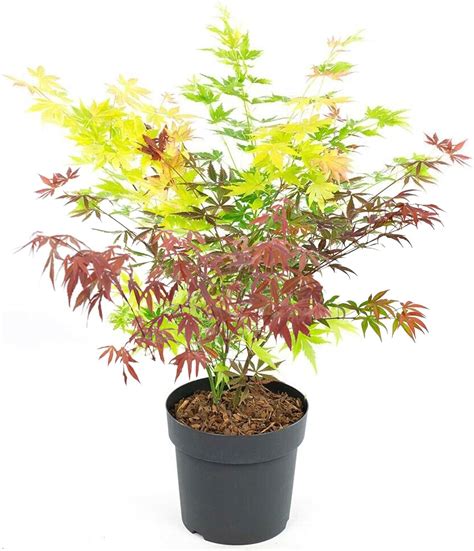 Acer Tricolour Japanese Maple Tree - Acer Plants Outdoor Garden Ready ...
