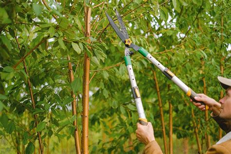 The Best Time to Prune Trees - Gardening With Sharon