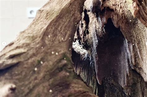 How to Test Wood for Aquariums 的图像结果