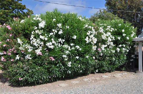 The White Oleander Plant: A Beautiful And Toxic Beauty - leliawuyf