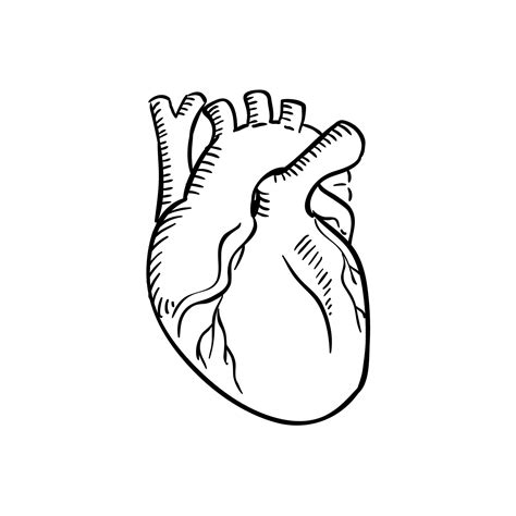Human Heart Drawing Outline