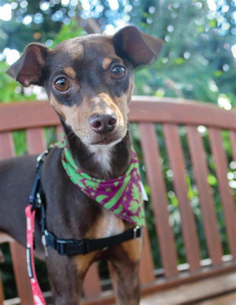 Paw Prints by Hawaiian Humane (Winter 2023) by Hawaiian Humane - Issuu