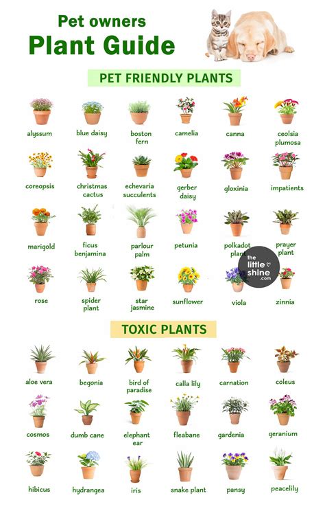 Plant Guide for Pet Owners - The Little Shine