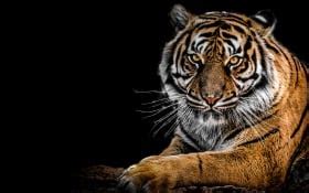 Tiger 4K
