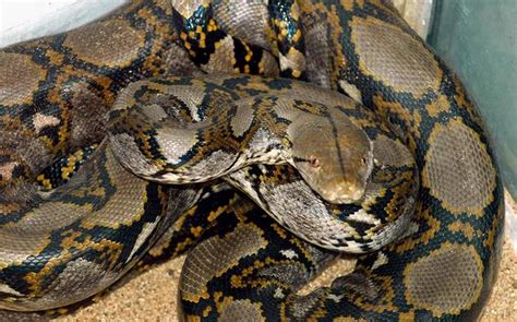Image result for Reticulated Python Nature