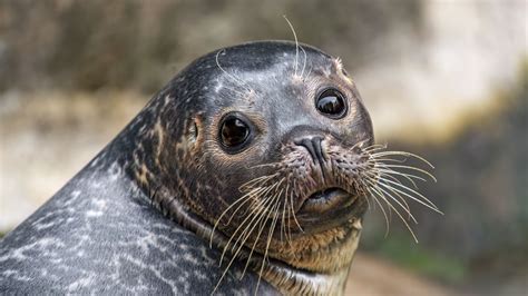 Wallpaper seal, cute, animal, glance hd, picture, image