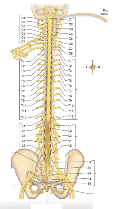 Image result for Spinal Cord Structure and Function