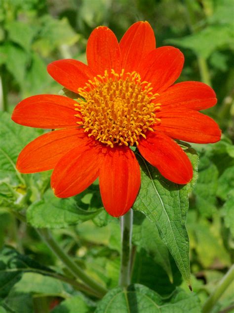 Image result for How to Program a Python X Structural Beam Line