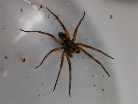 Male And Female Wolf Spider