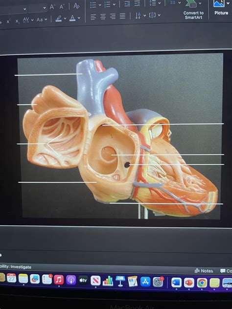 Heart Structure Tutorial 的图像结果