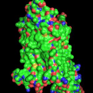 Image result for Actions Generate Electrostatic Surface PyMOL