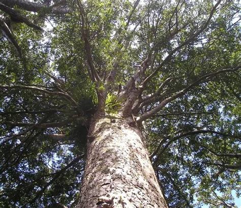 Image result for Biggest Kauri Tree